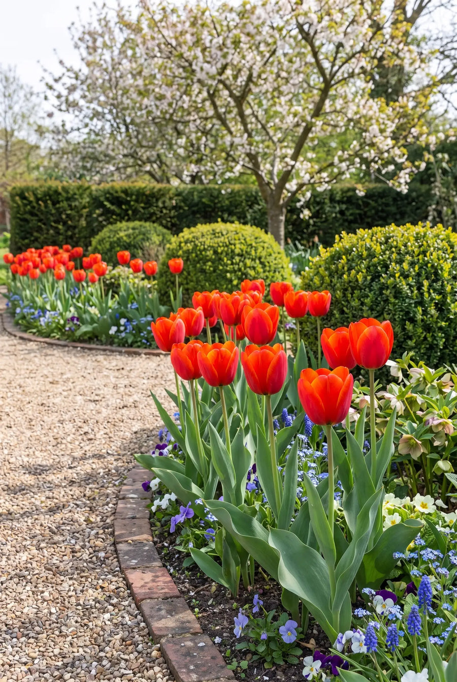 Tulipa Bravoure — groep in de tuinborder