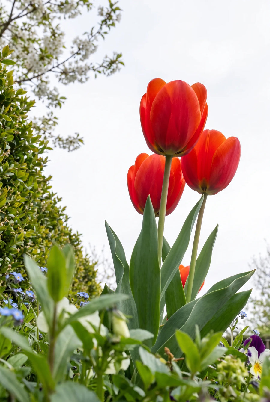 Tulipa Bravoure — in de tuin