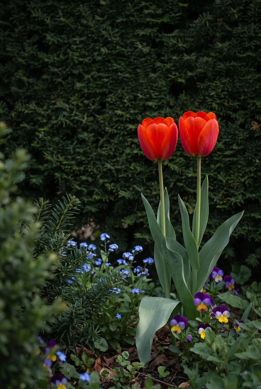 Tulipa Bravoure — sfeerbeeld