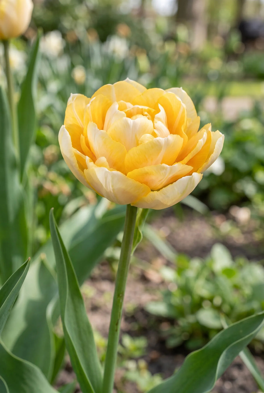 Tulipa Casanova — close-up van de bloem