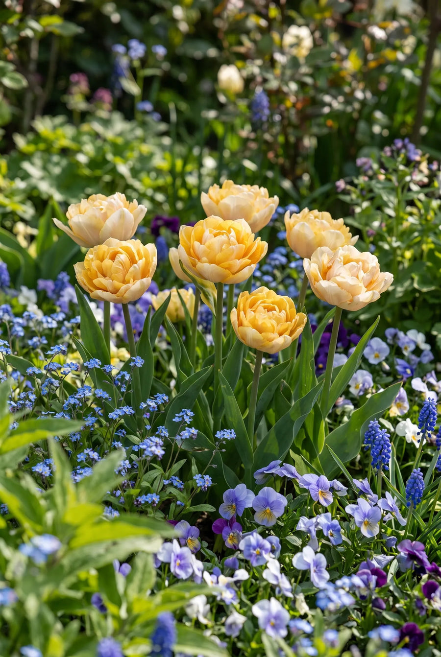 Tulipa Casanova — in de tuin