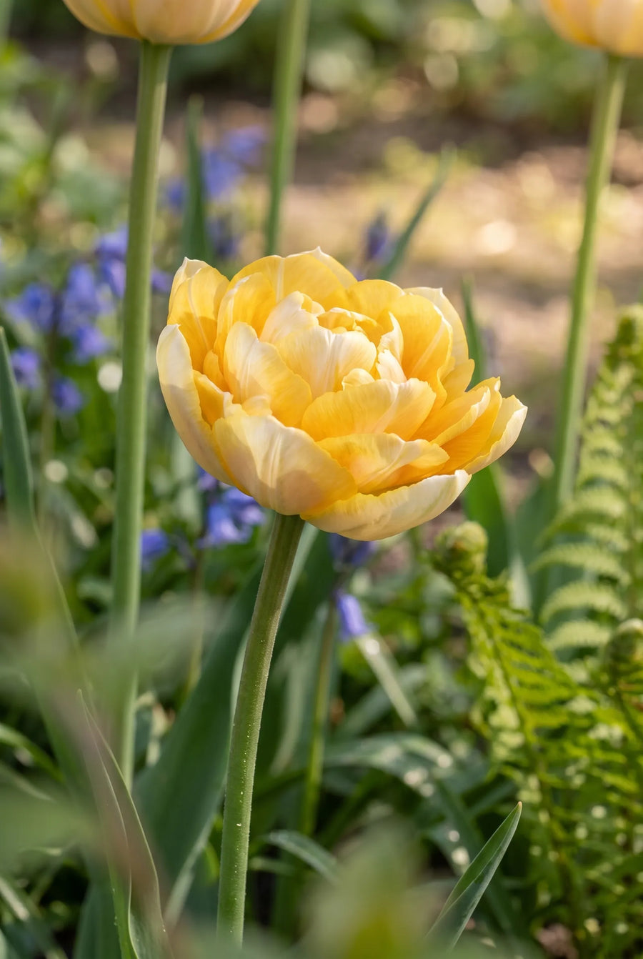 Tulipa Casanova — sfeerbeeld