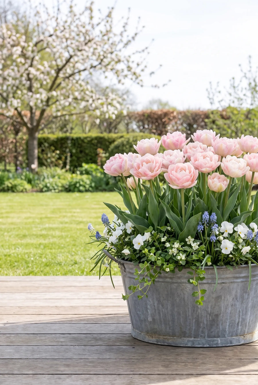 Tulipa Charming — in pot op terras