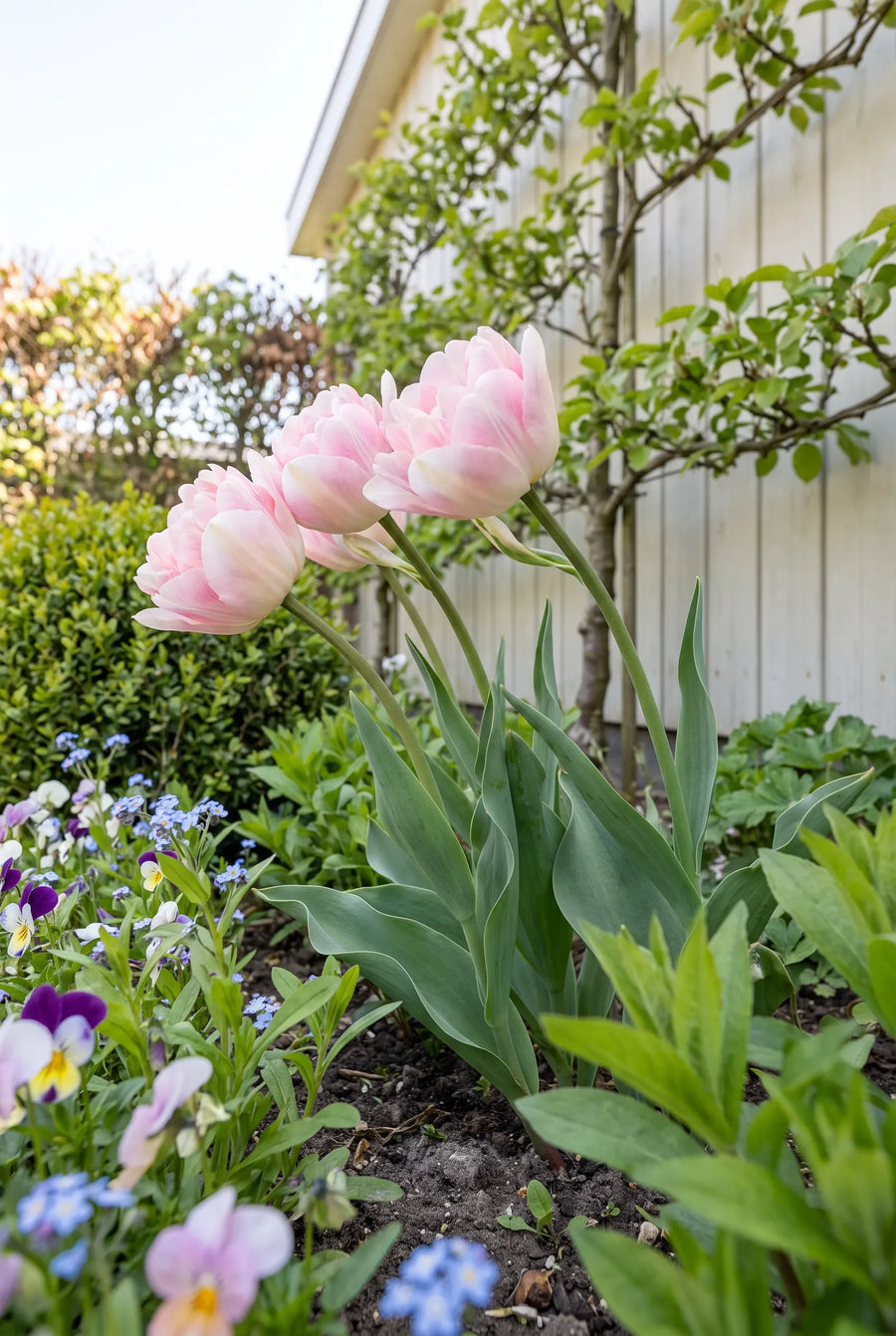 Tulipa Charming — in de tuin