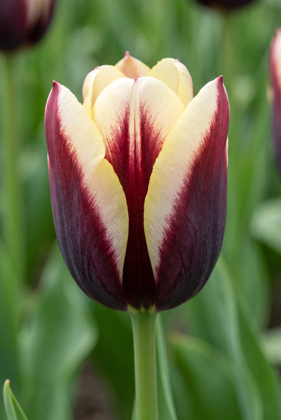 Tulipa Dance Club — close-up van de bloem