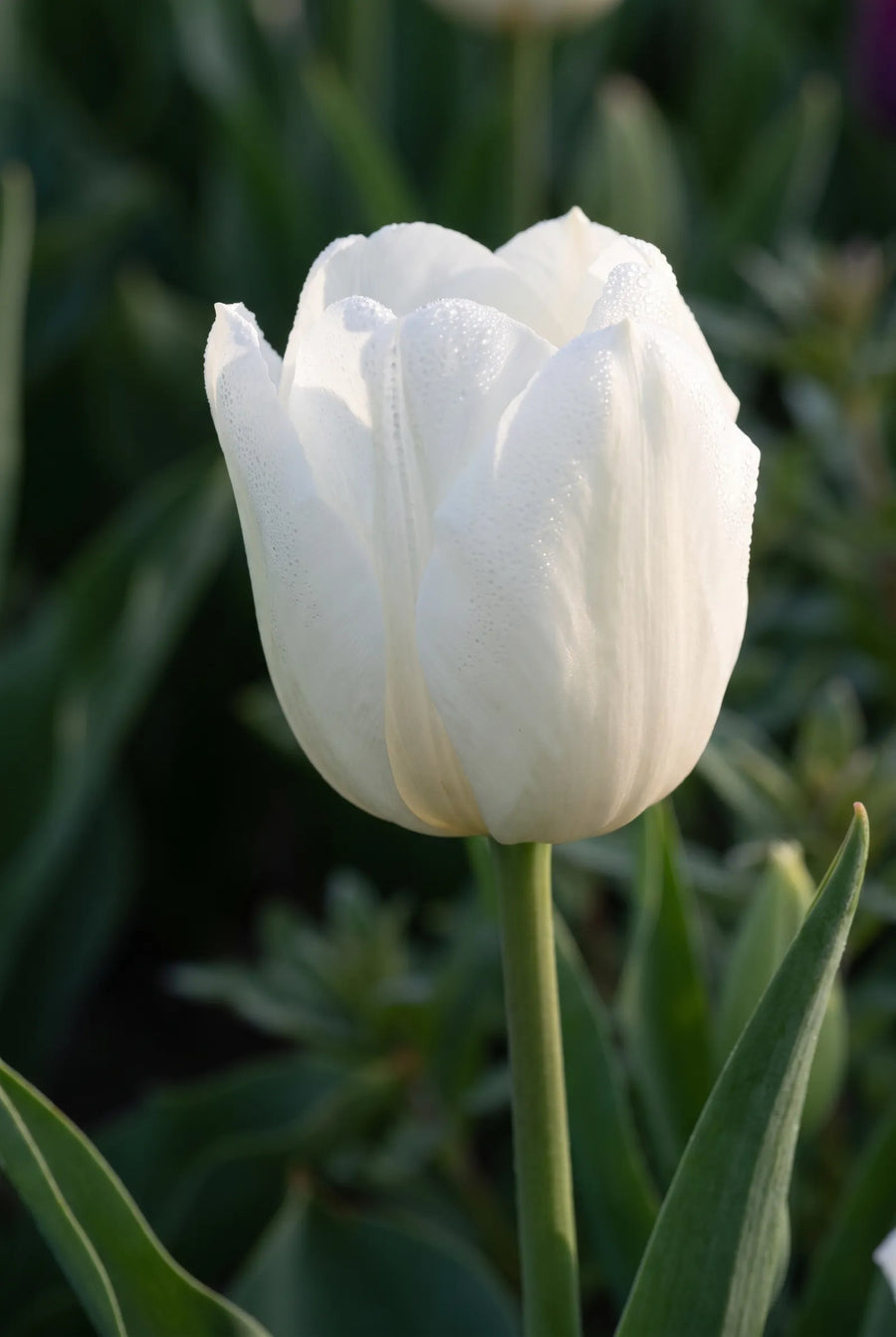 Tulipa Dutch Garden — sfeerbeeld