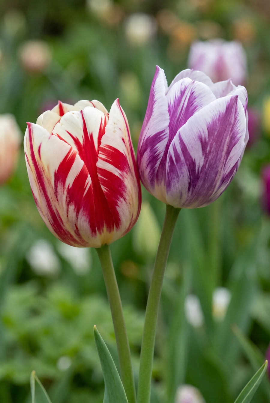 Tulipa Rembrandt Mixed — close-up van de bloem
