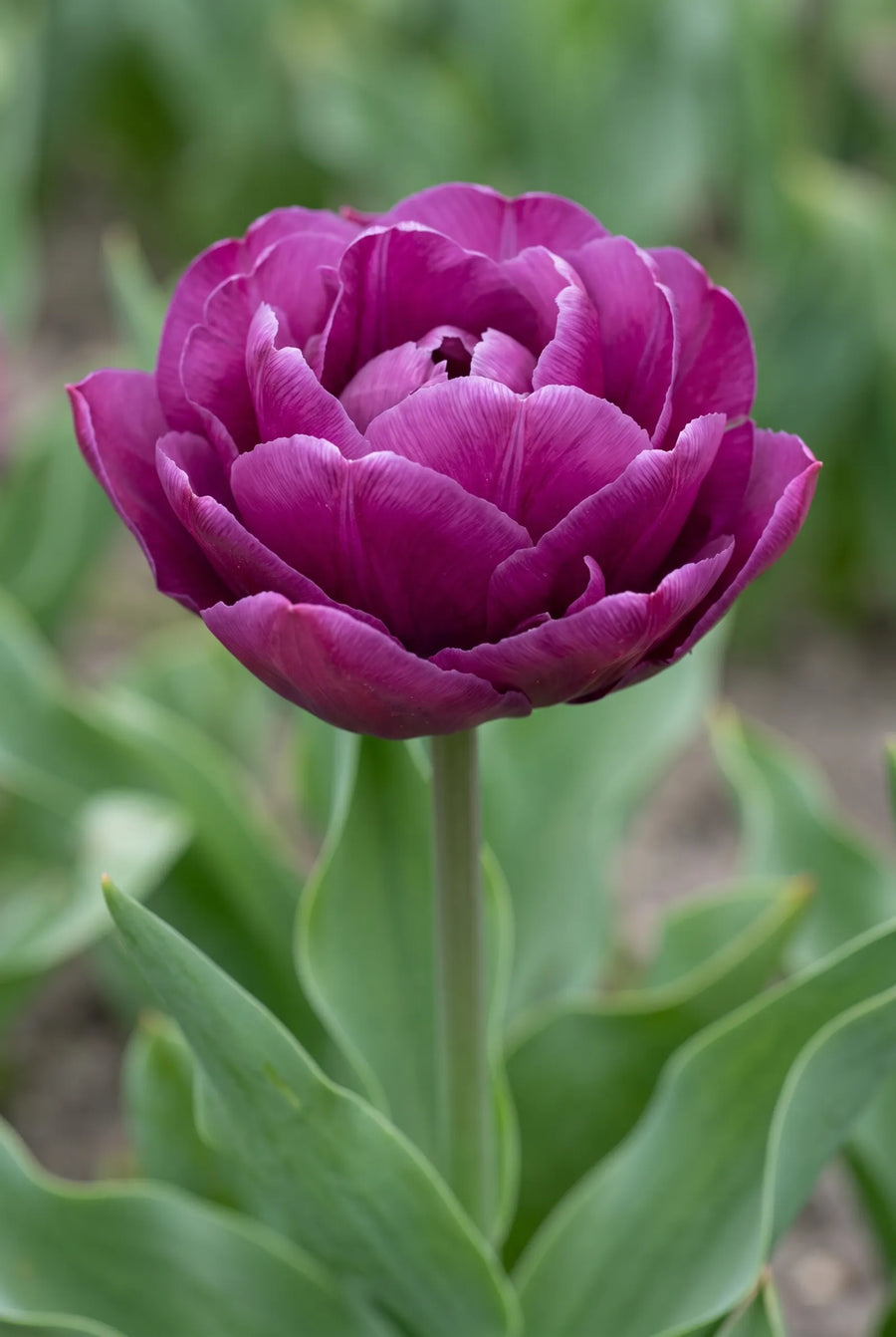 Tulipa Sensation — close-up van de bloem