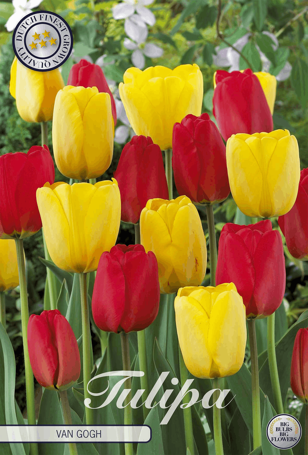 Tulipa Van Gogh