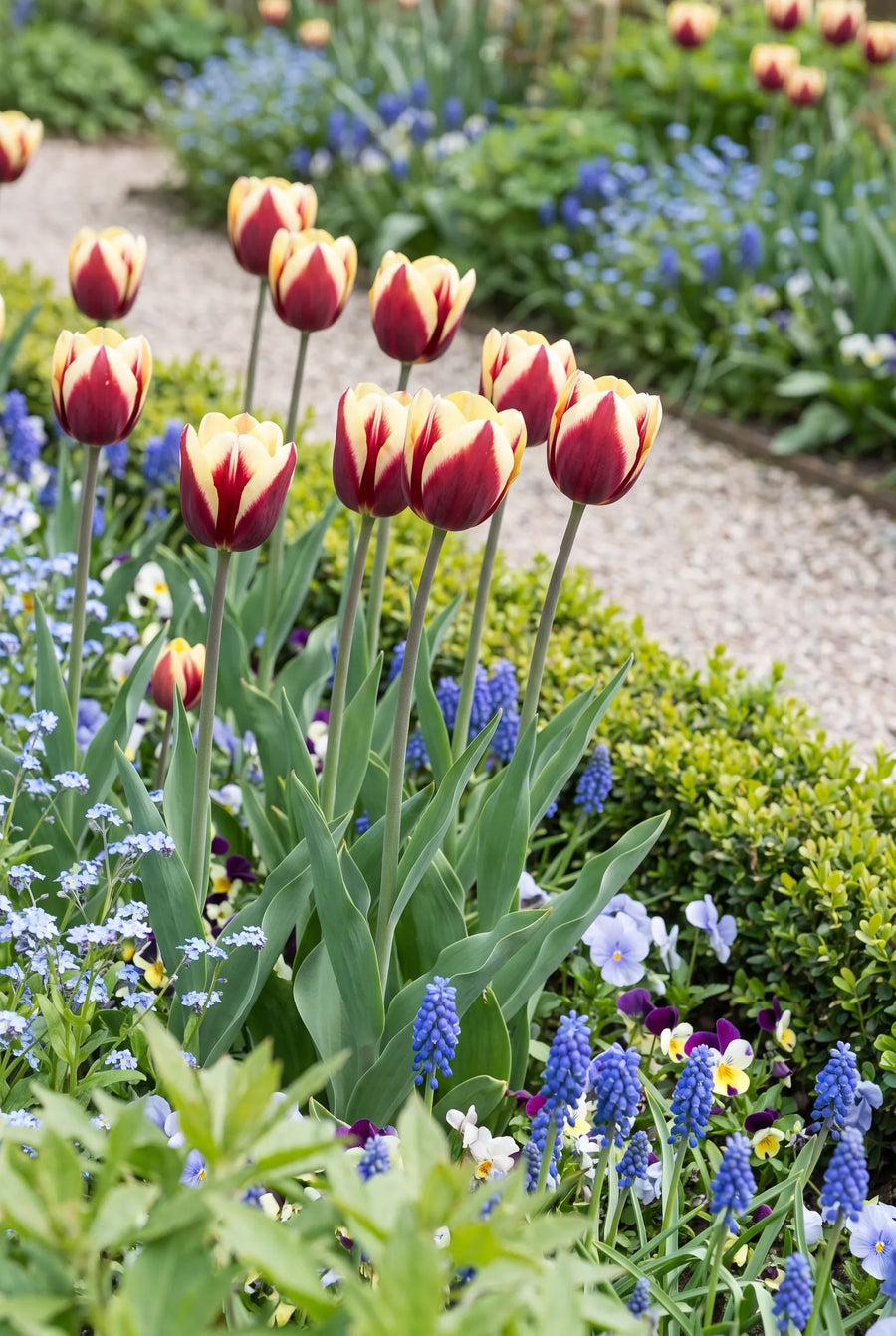 Tulipa Vermeer — in de tuin