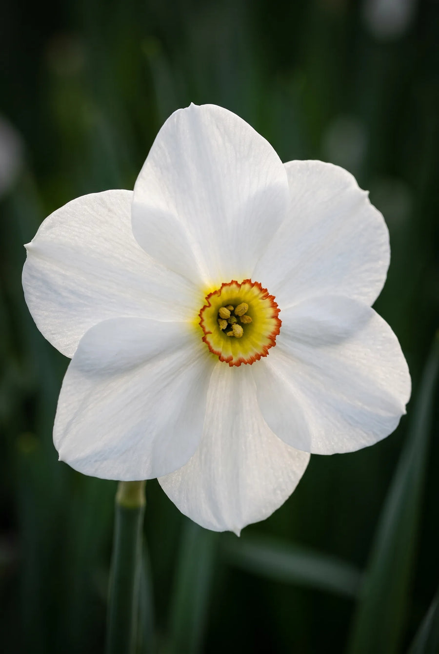 Narcissus Actaea — sfeerbeeld