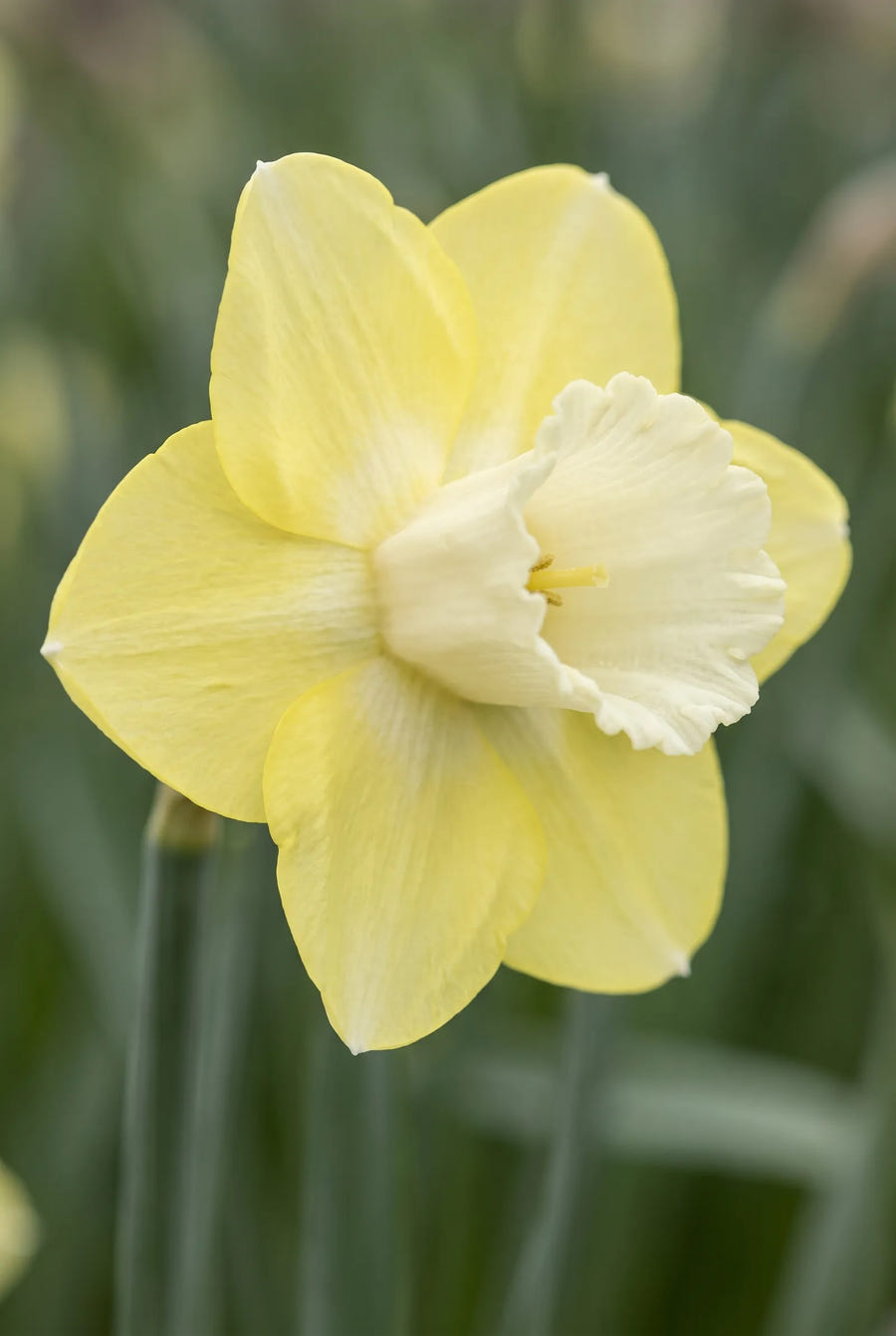 Narcissus Avalon — close-up van de bloem