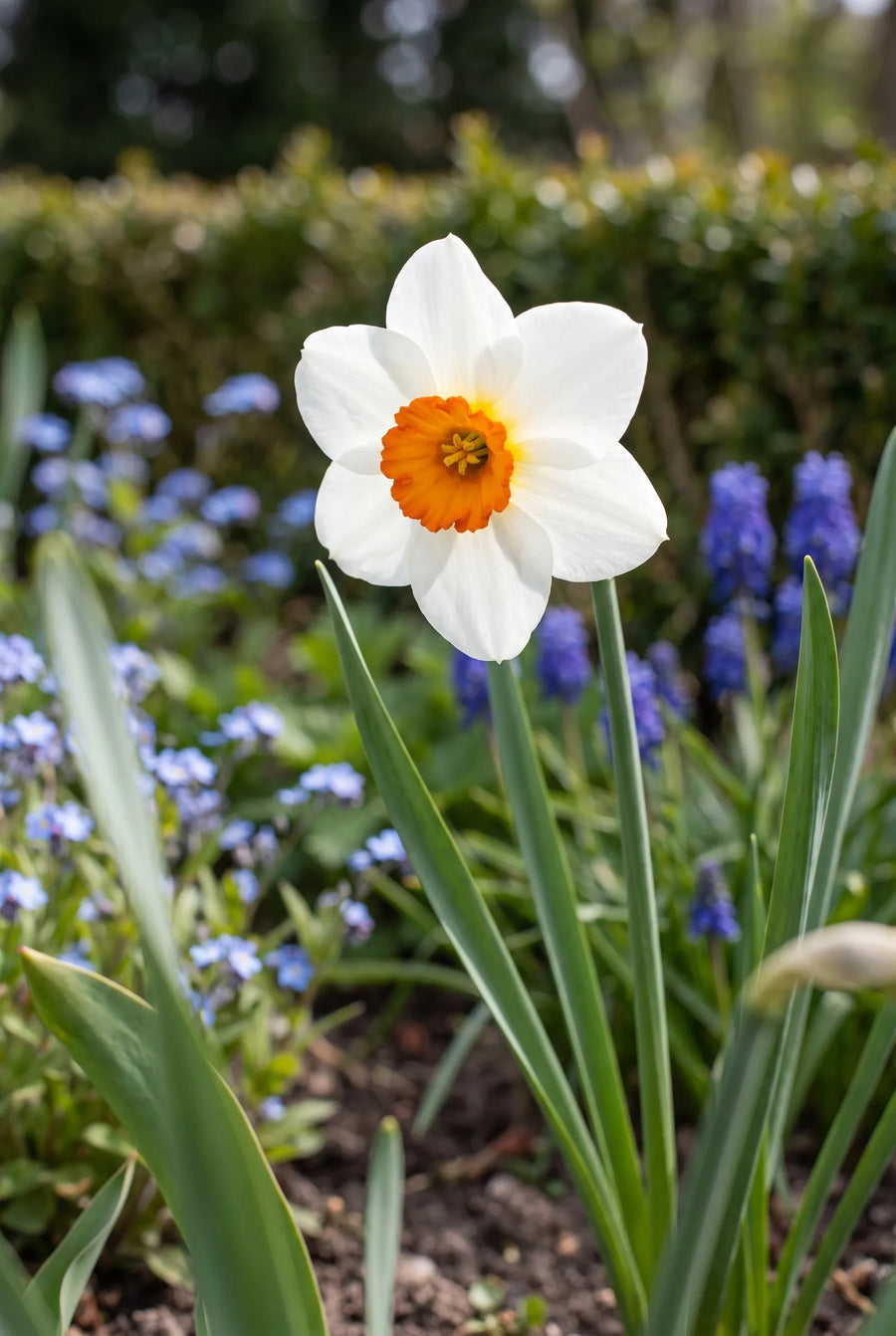 Narcissus Barrett Browning — close-up van de bloem