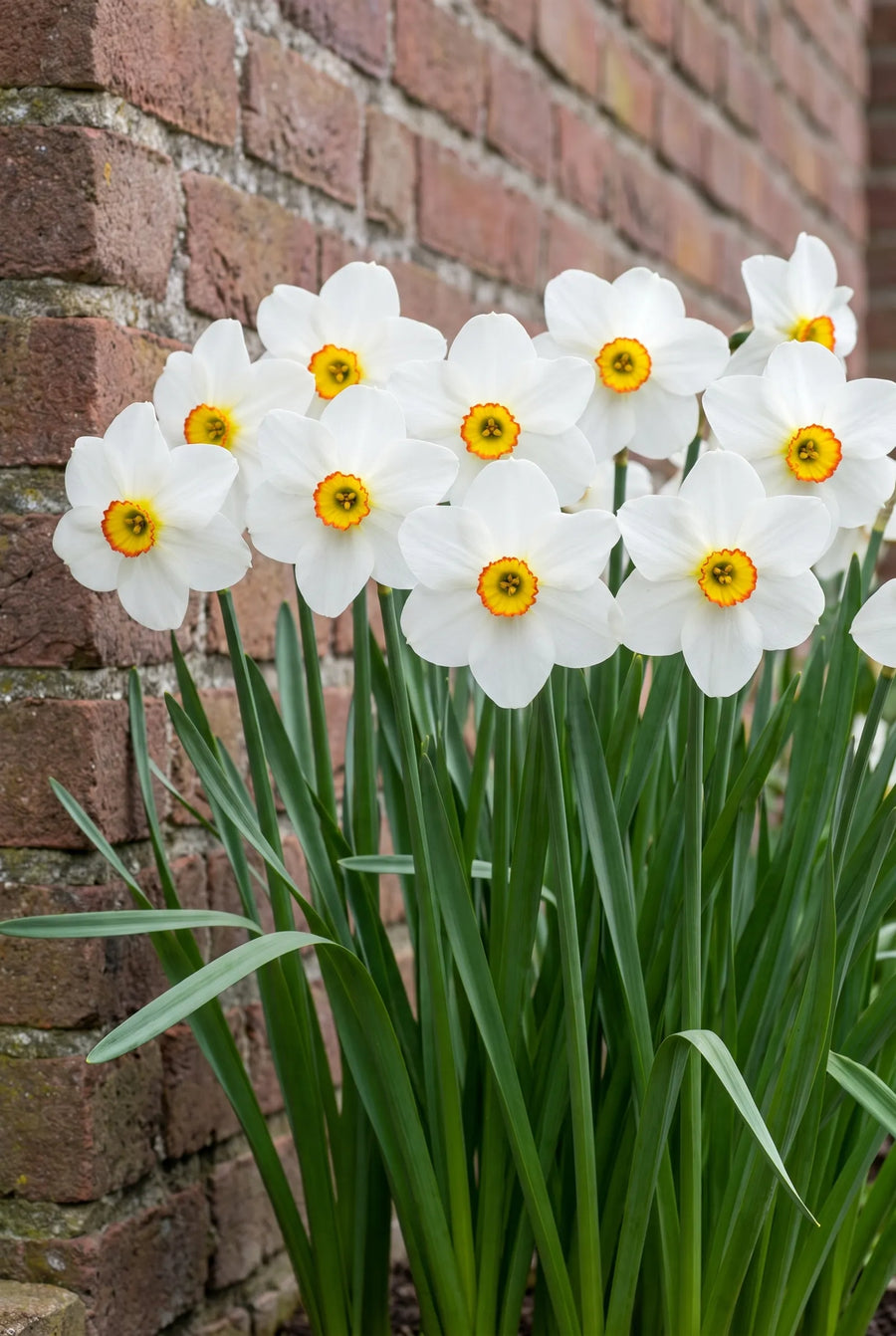 Narcissus Barrett Browning — groep in de tuinborder