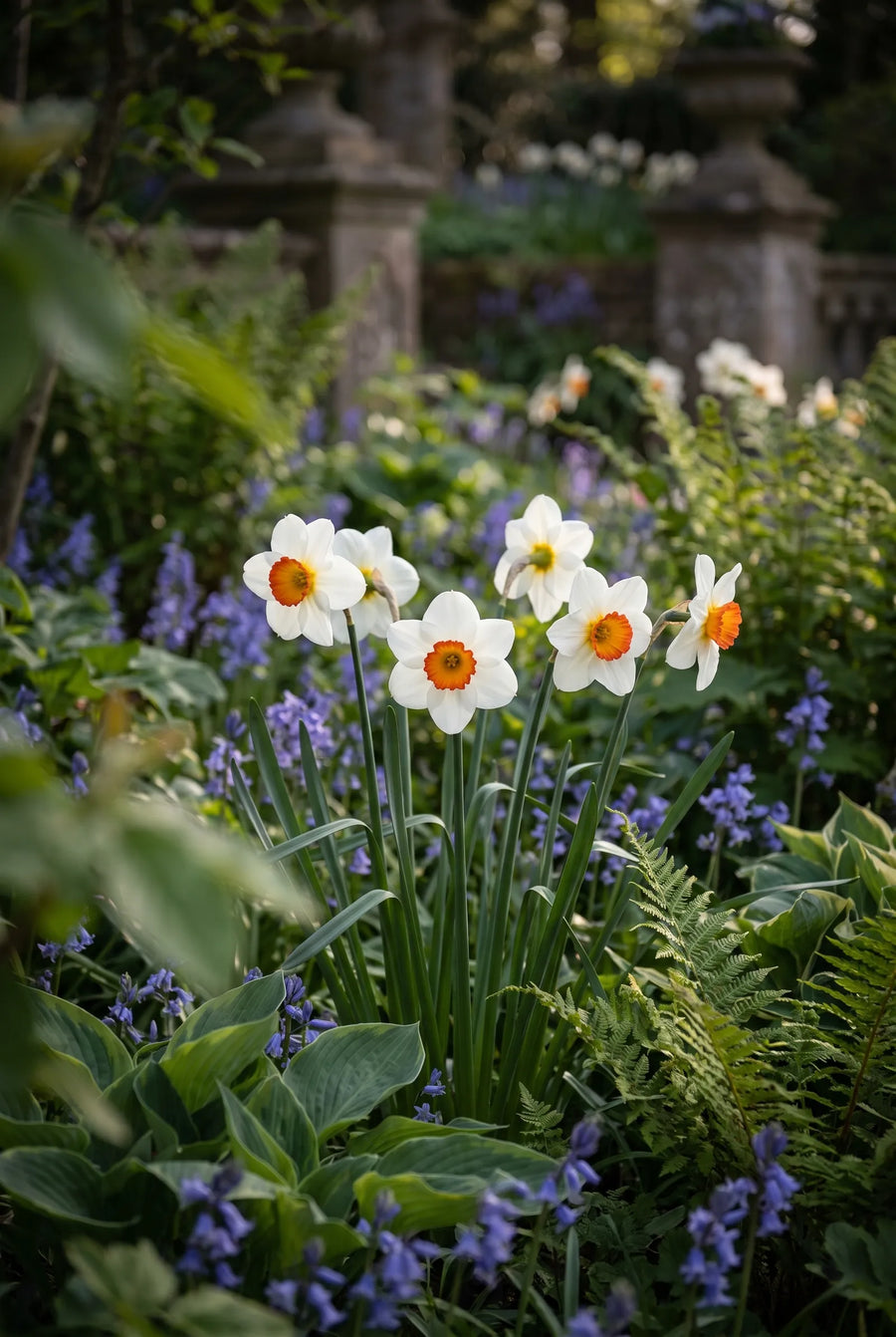Narcissus Barrett Browning — sfeerbeeld