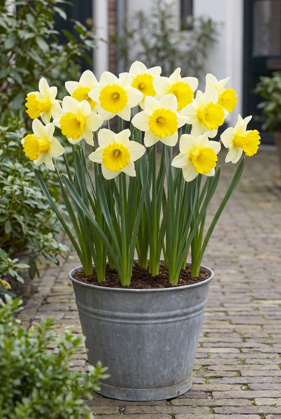 Narcissus Goblet — in pot op terras