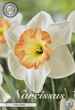 Narcissen