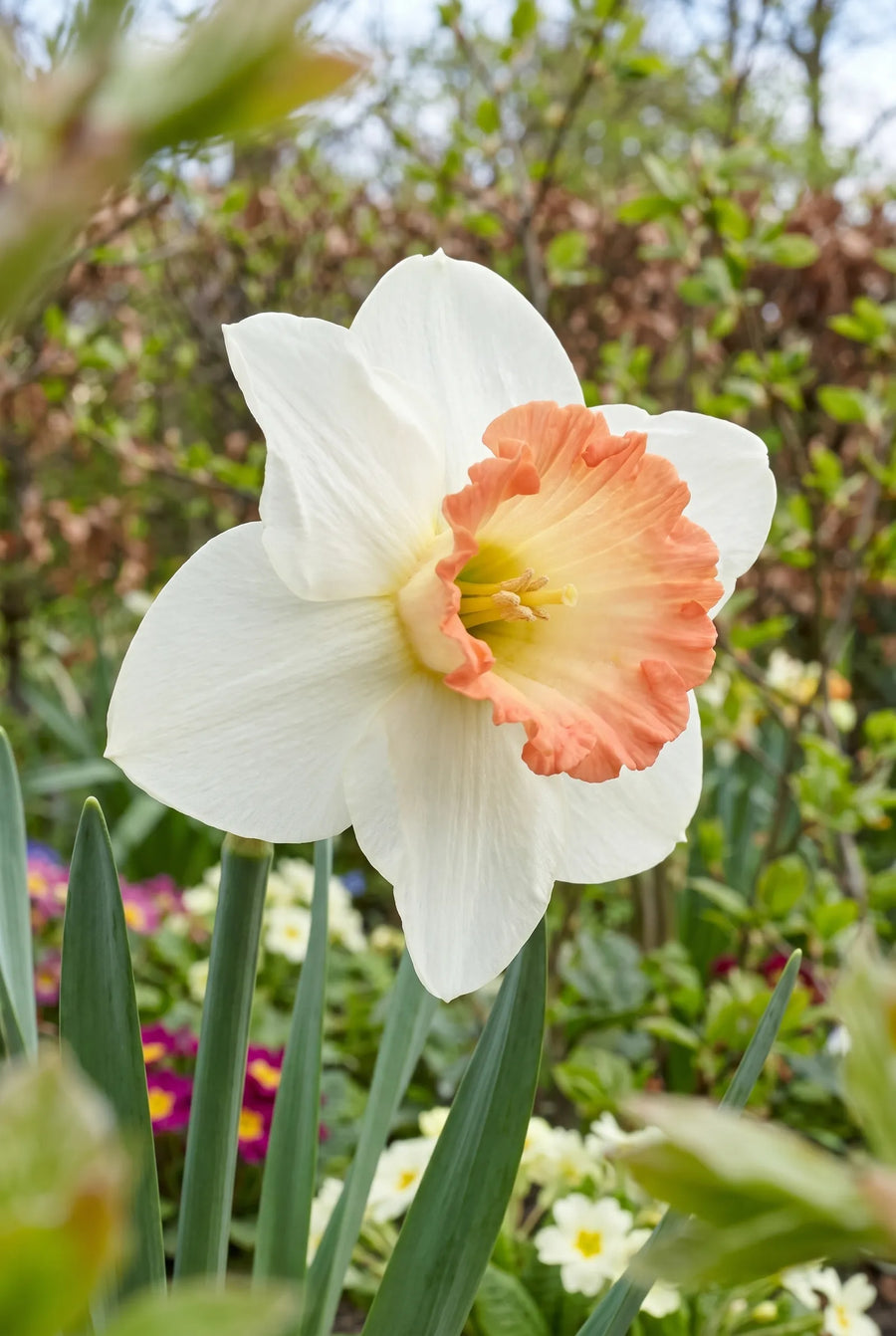 Narcissus Pink Bomb — close-up van de bloem