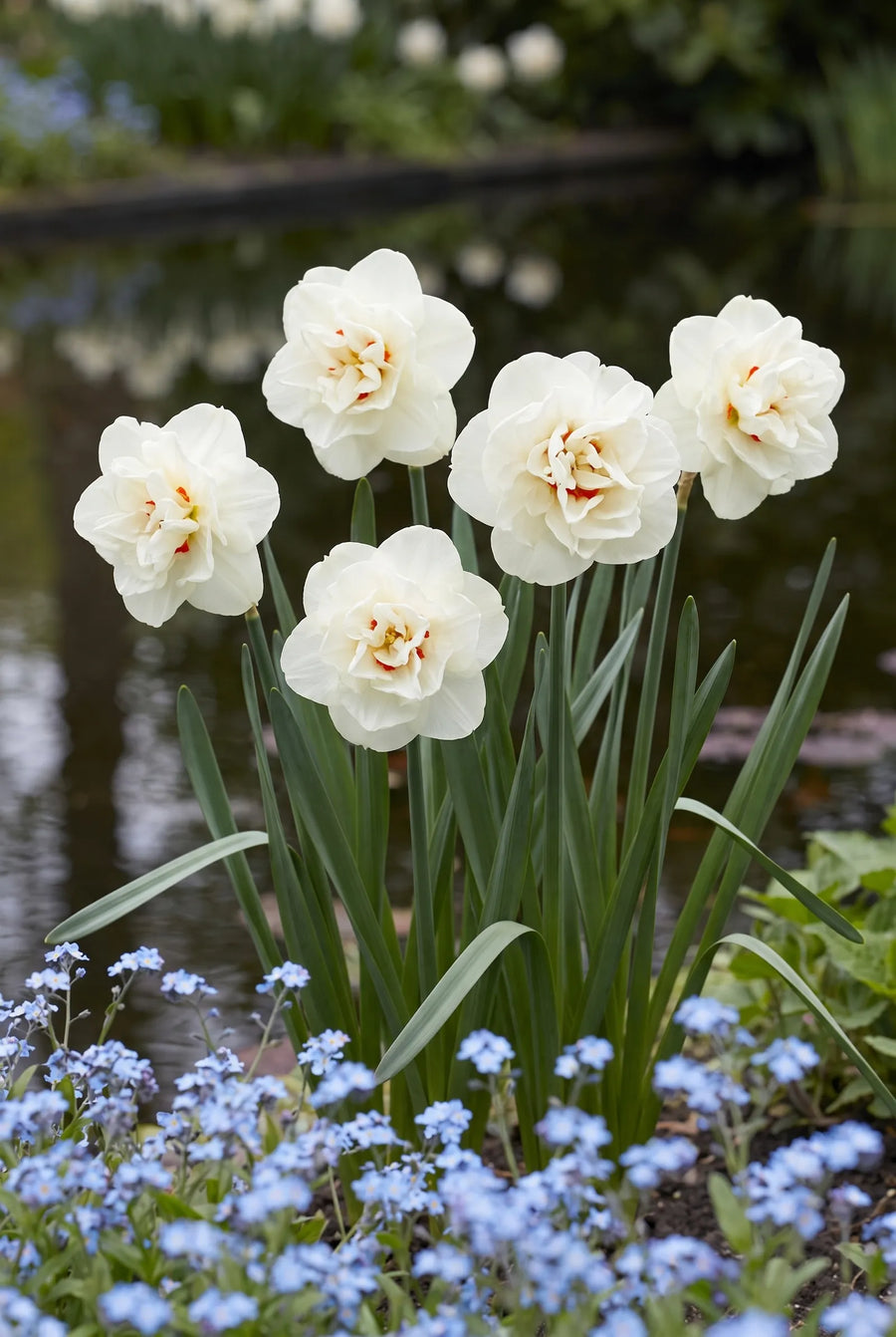 Narcissus Acropolis — in de tuin