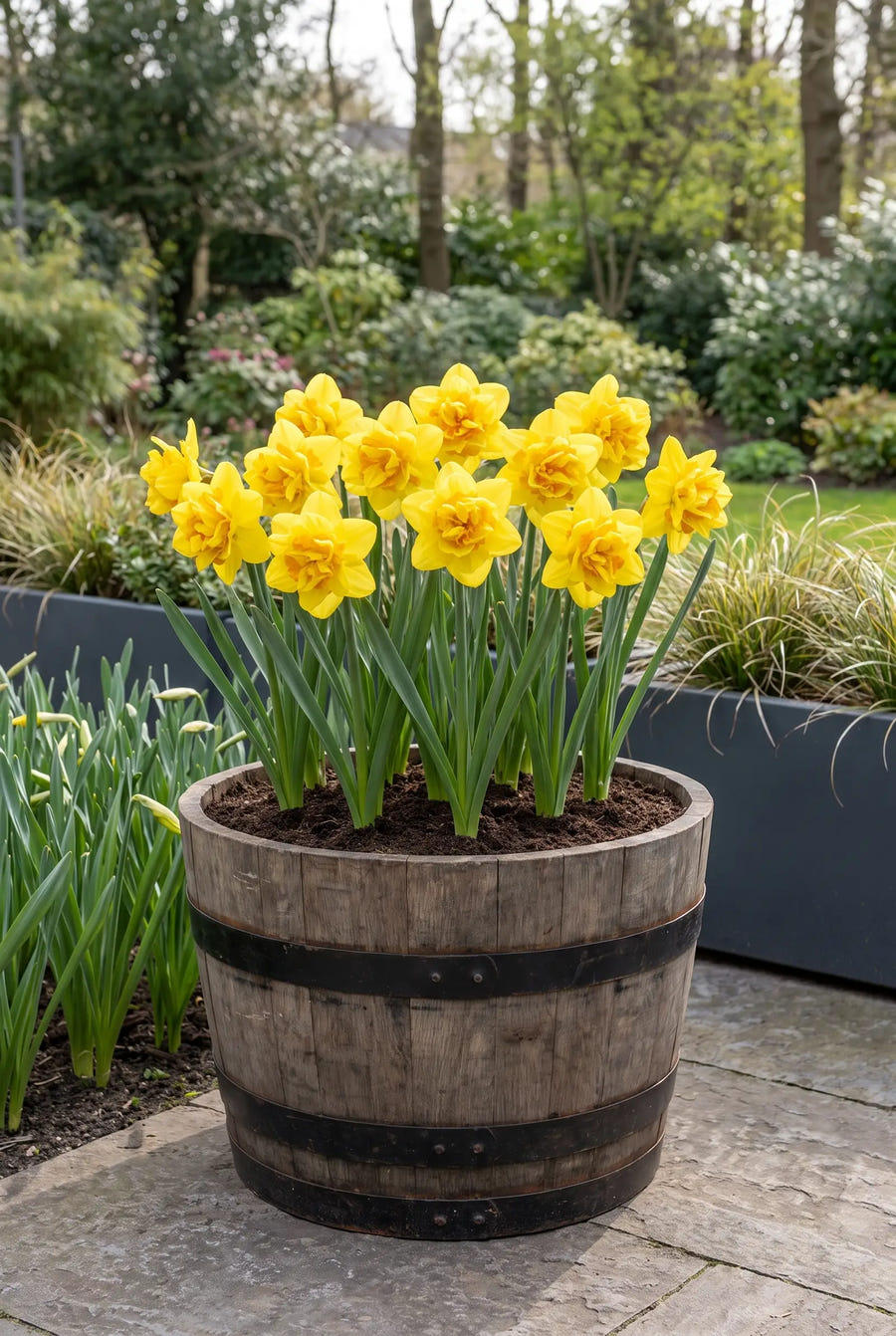 Narcissus Dick Wilden — in pot op terras