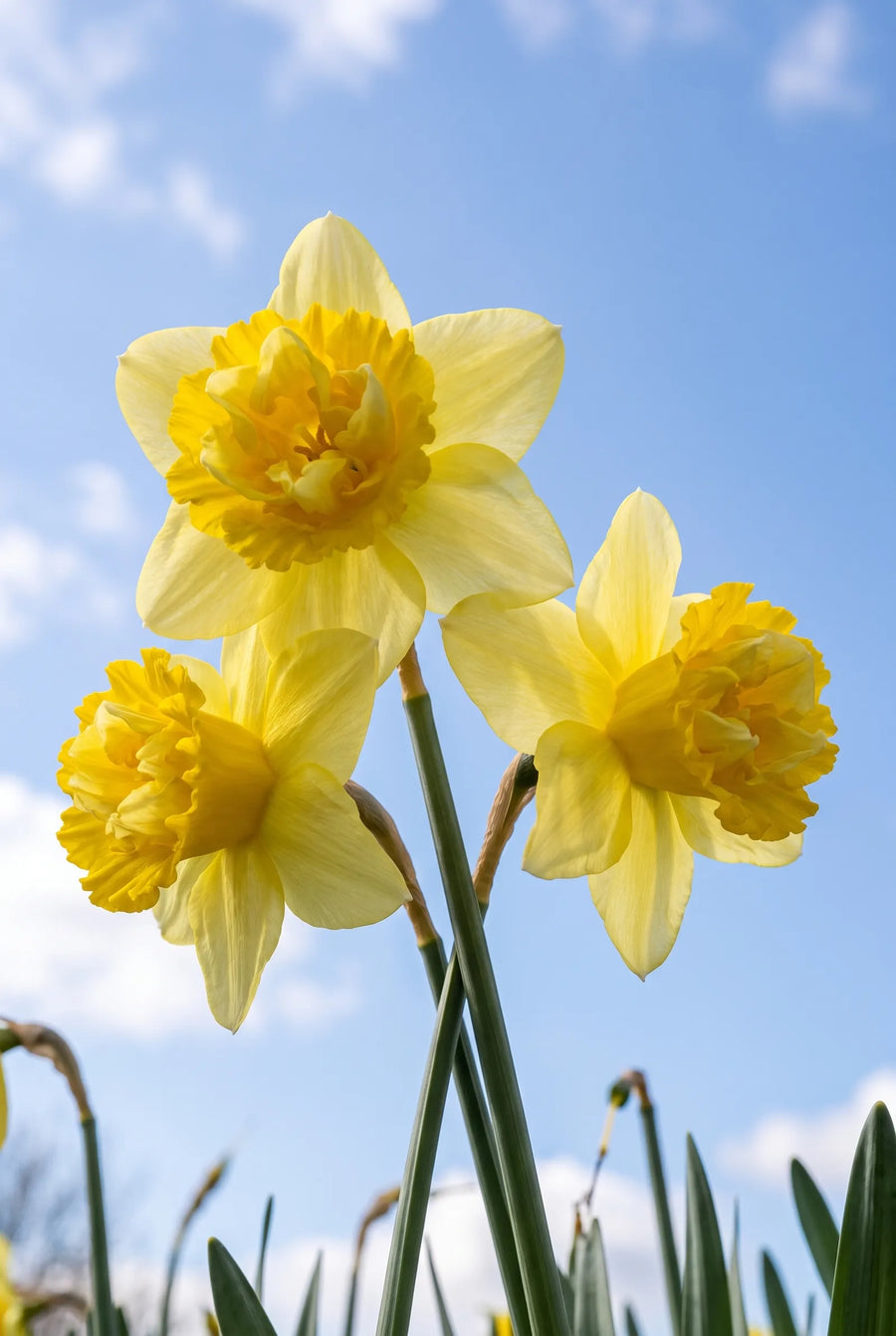 Narcissus Milena — in de tuin