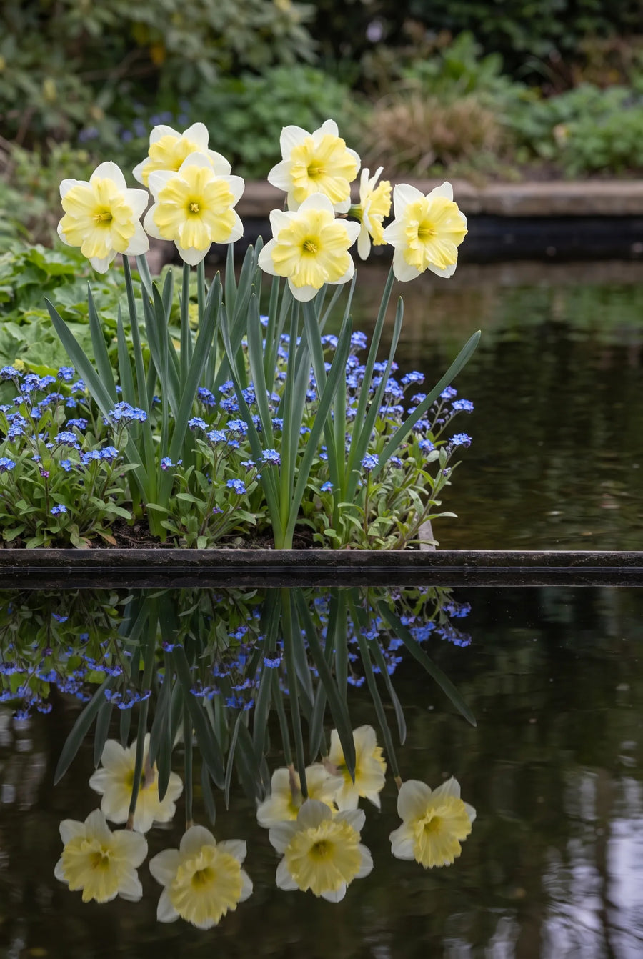 Narcissus Cassata — in de border