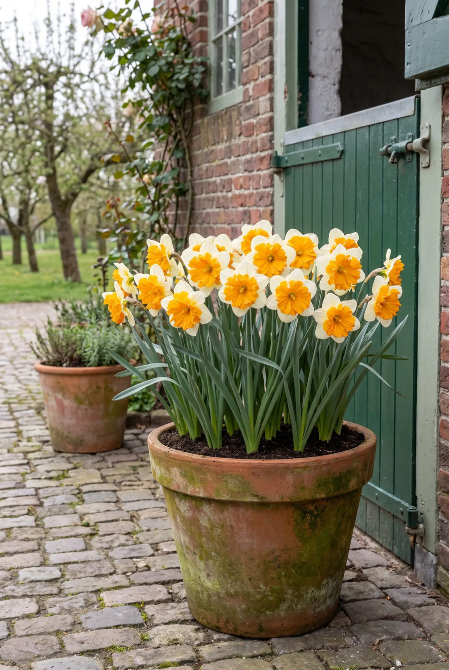 Narcissus Orangery — in pot op terras
