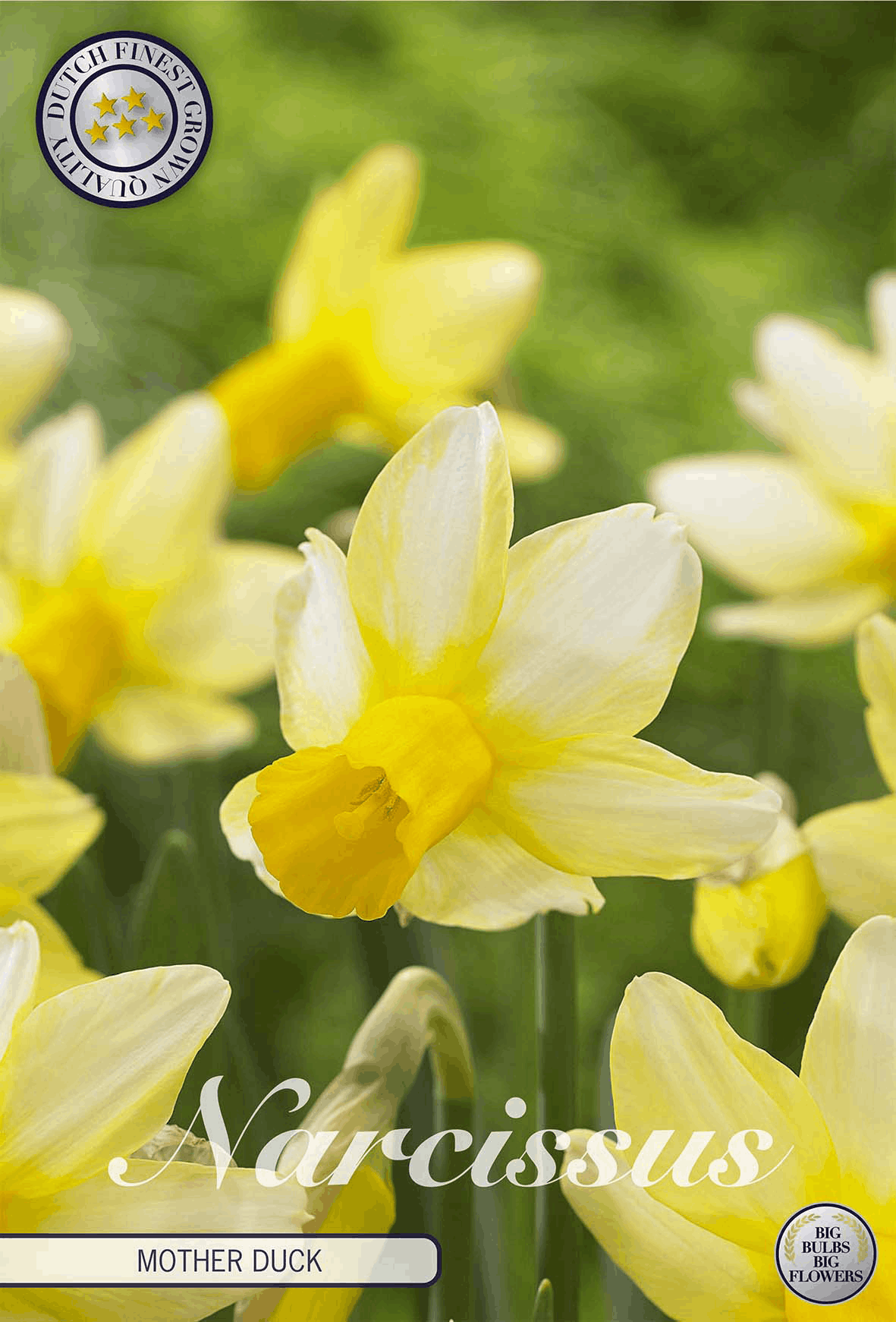 Daffodil bulbs