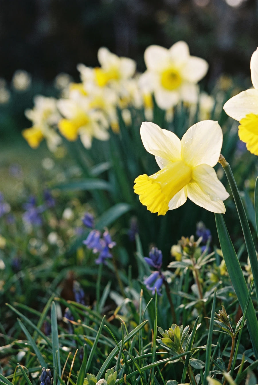 Narcissus Mother Duck — close-up van de bloem