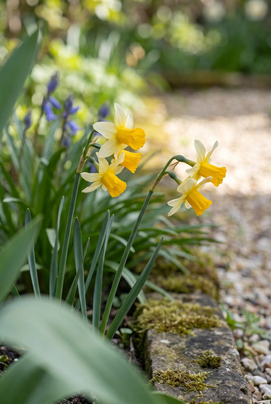Narcissus Mother Duck — close-up van de bloem