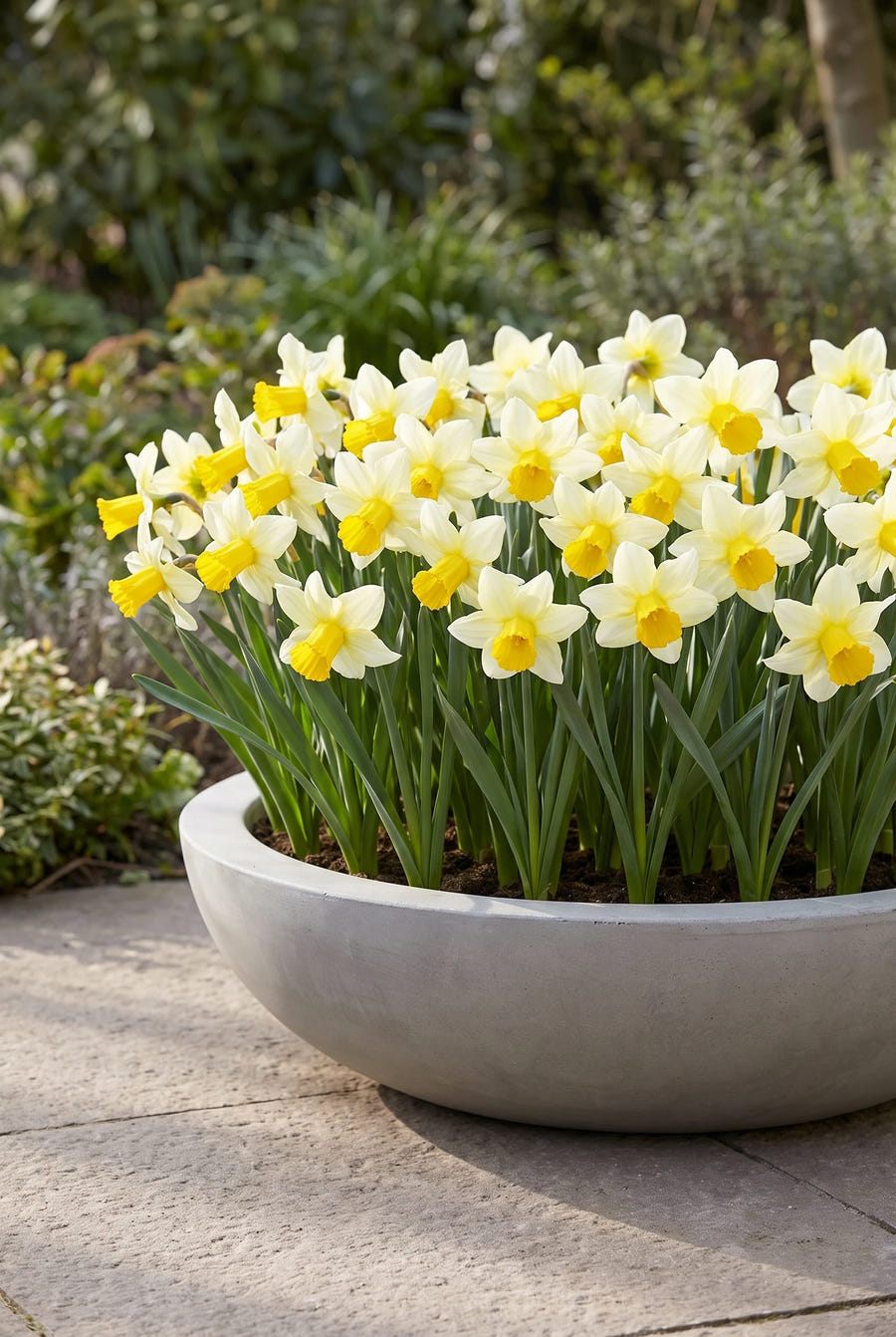 Narcissus Mother Duck — in pot op het terras