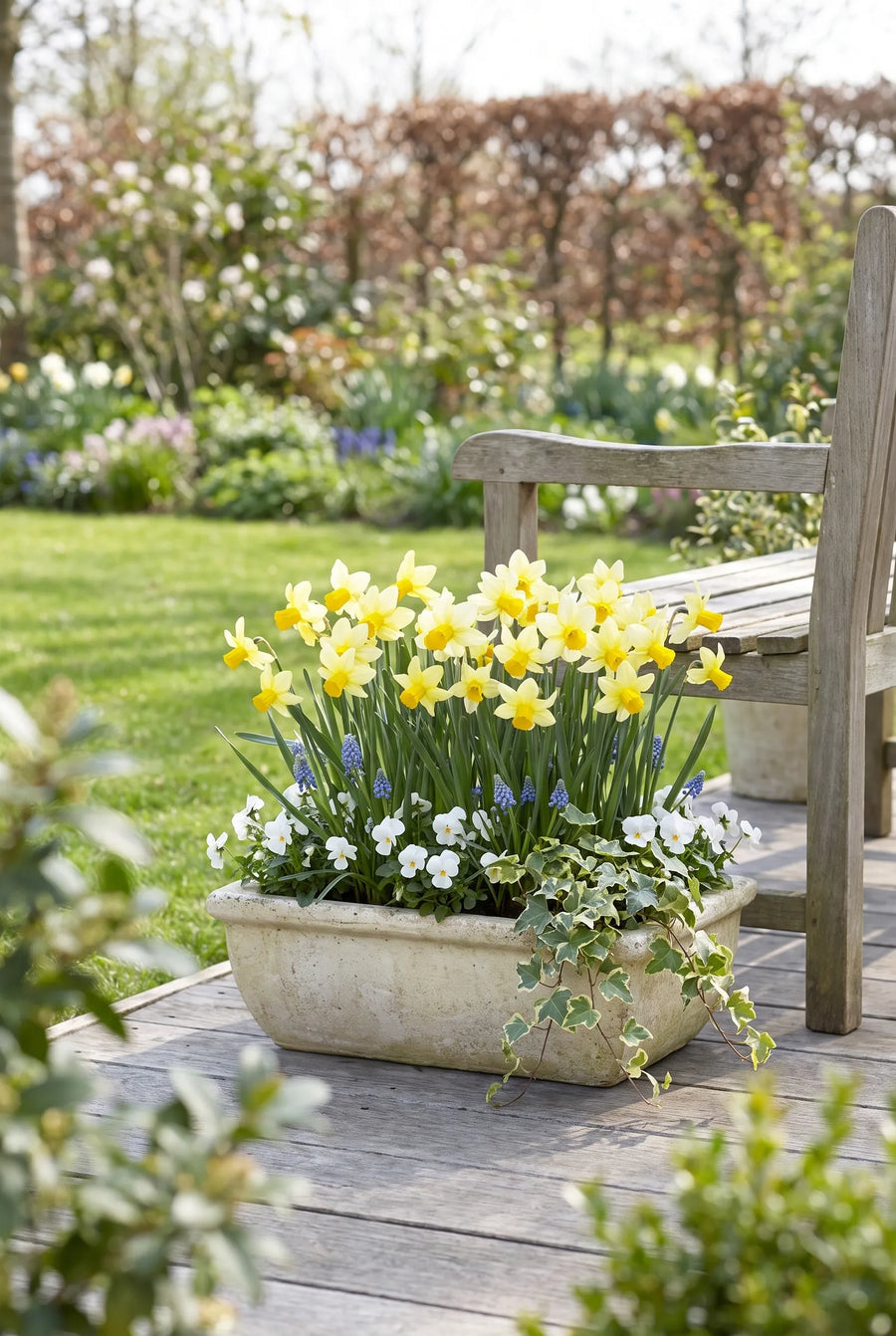 Narcissus Mother Duck — in pot op terras