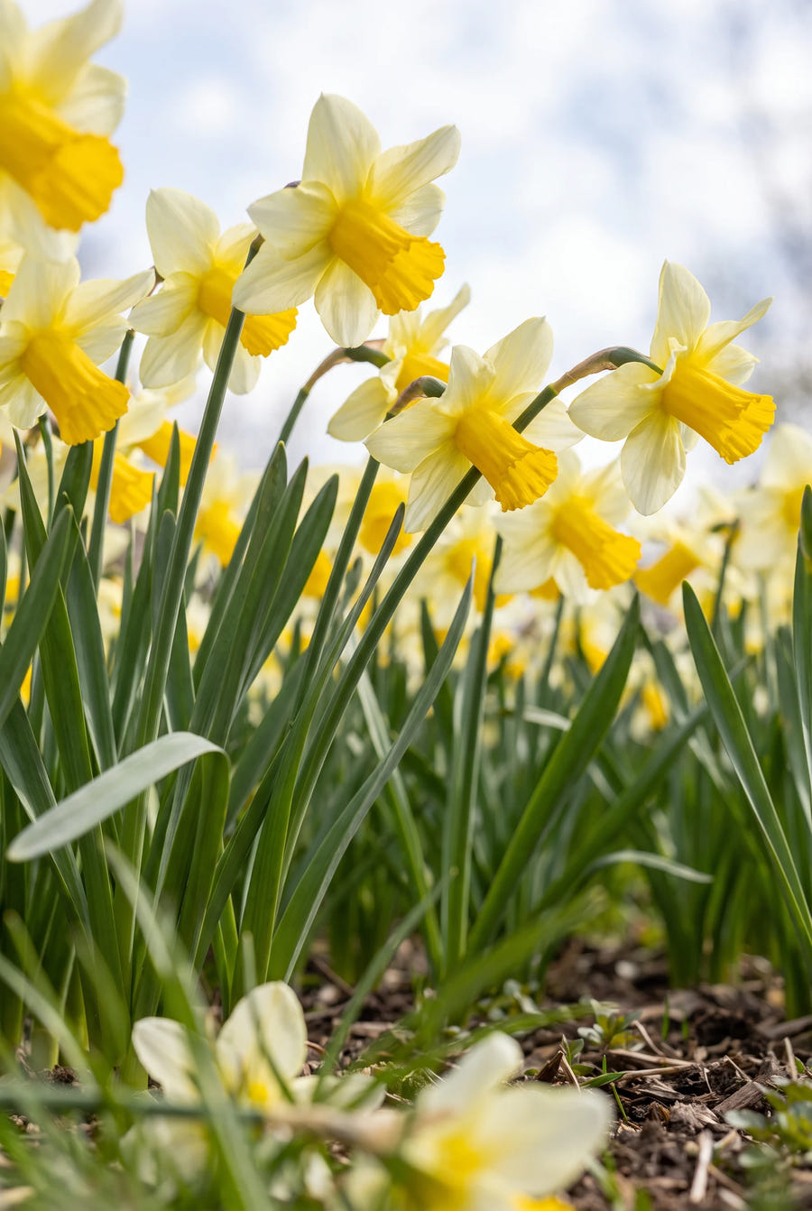 Narcissus Mother Duck — vanuit een lage hoek