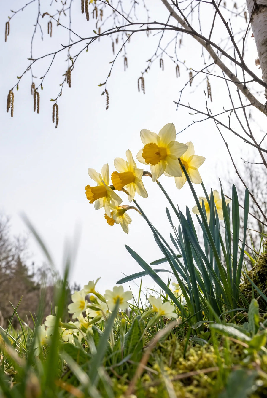 Narcissus Mother Duck — in de tuin