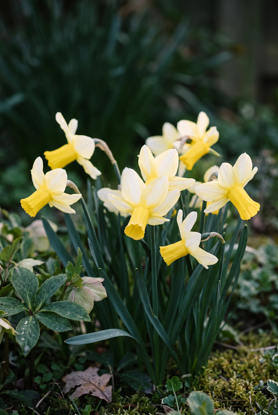 Narcissus Mother Duck — sfeervol portret