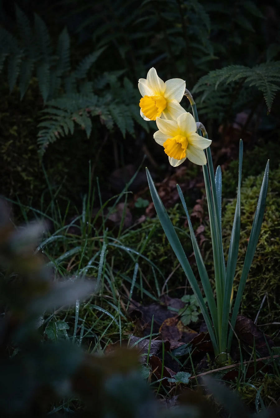 Narcissus Mother Duck — sfeerbeeld