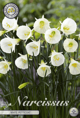 Narcissus White Petticoat