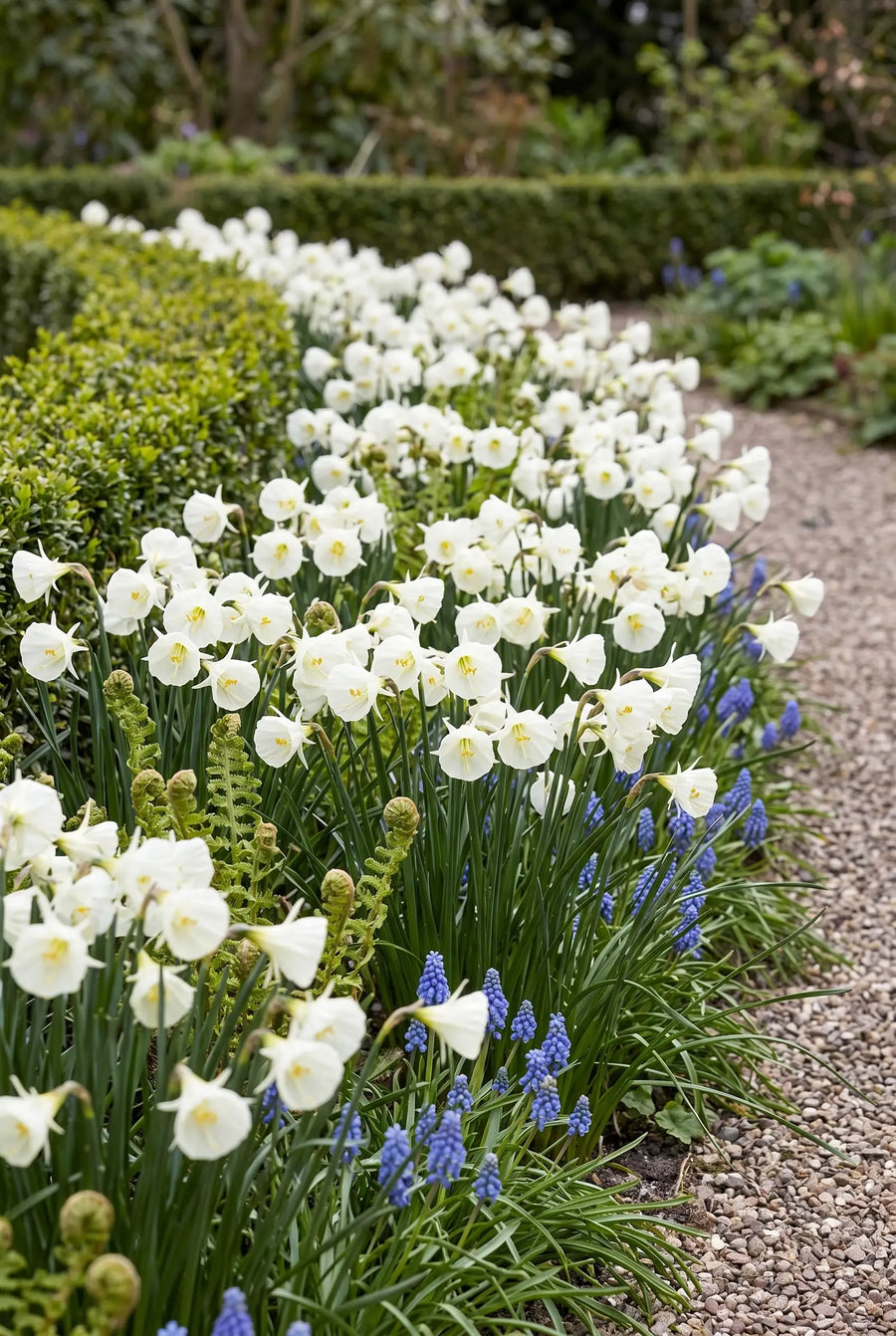 Narcissus White Petticoat — groep in de tuinborder