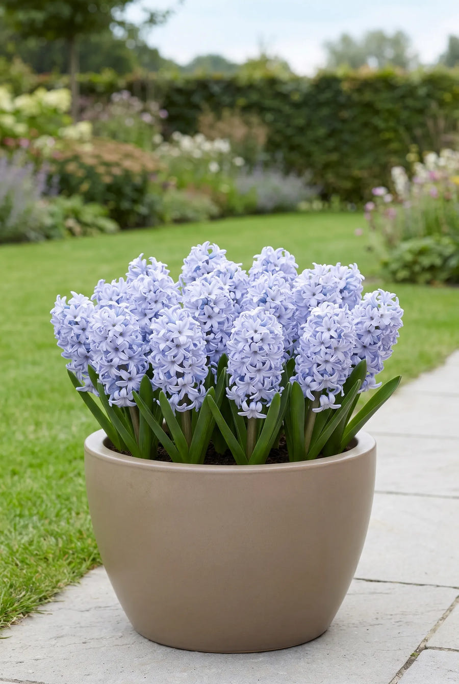 Hyacinthus Sky Jacket — in pot op terras