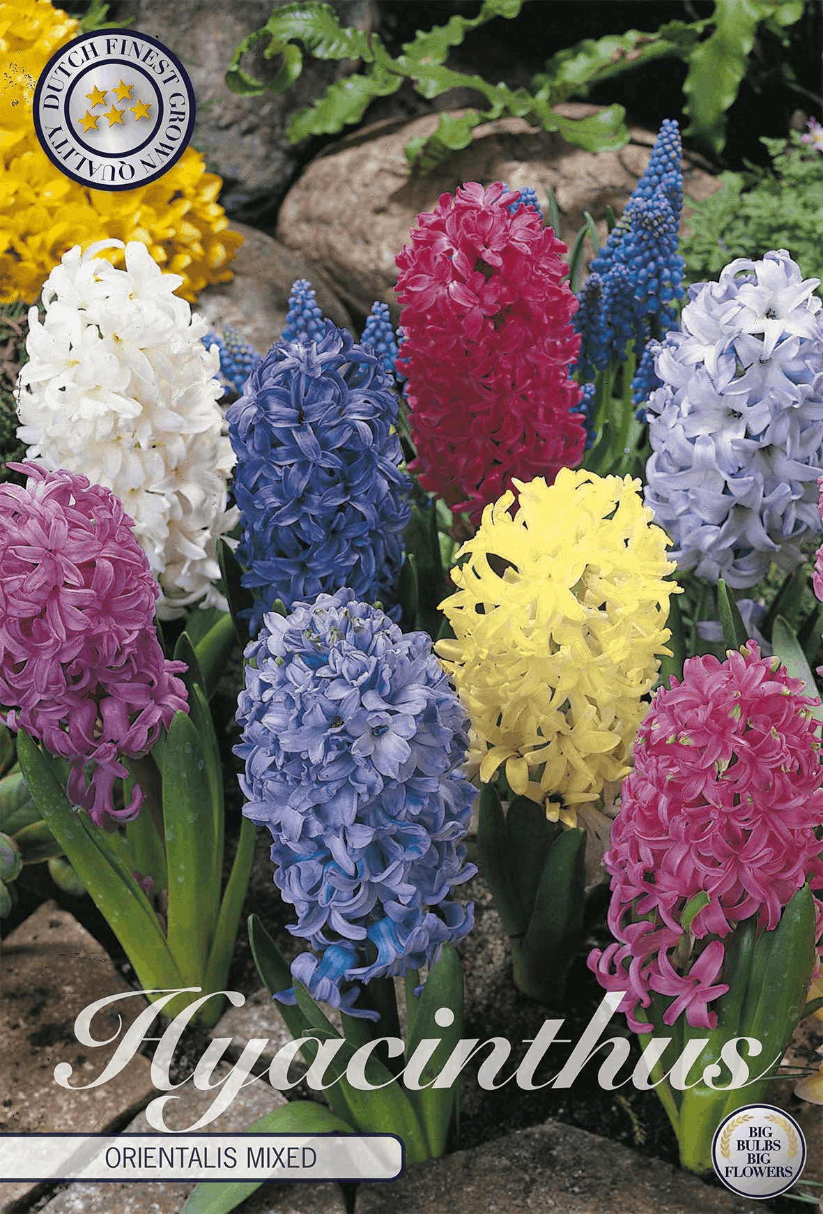 Hyacinth bulbs