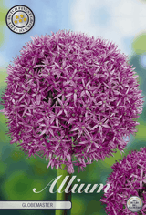 Allium Globemaster