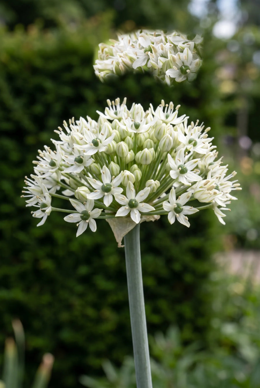 Allium Nigrum — close-up van de bloem