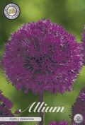 Allium Purple Sensation