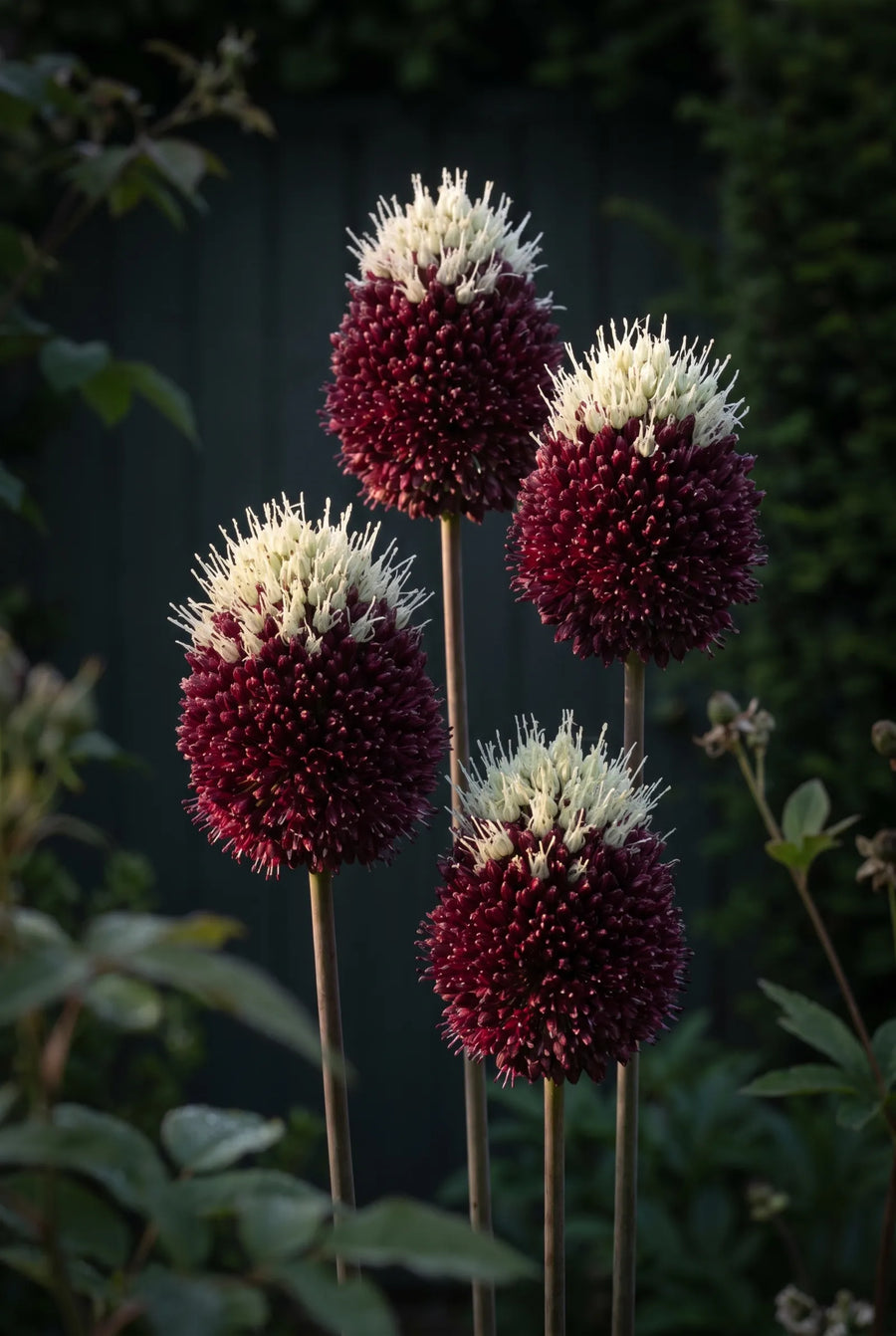 Allium Red Mohican — sfeerbeeld
