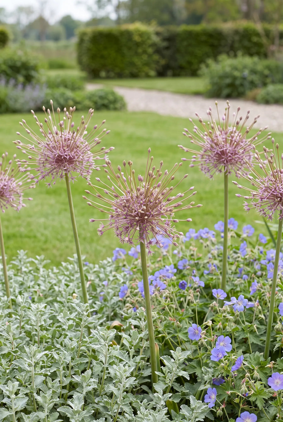 Allium Schubertii — groep in de tuinborder