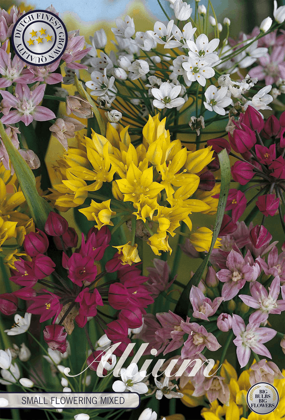 Allium bulbs