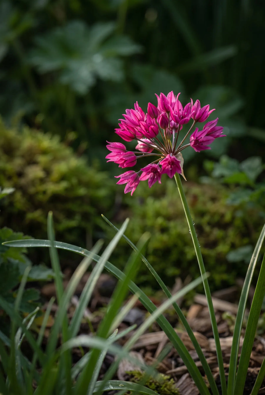 Allium Small Flowering Mixed — sfeerbeeld