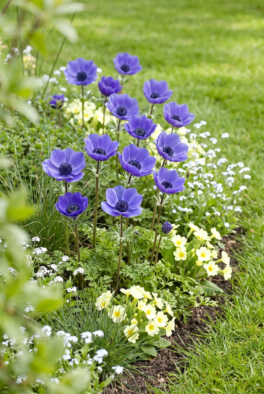 Anemone Mr. Fokker — groep in de tuinborder