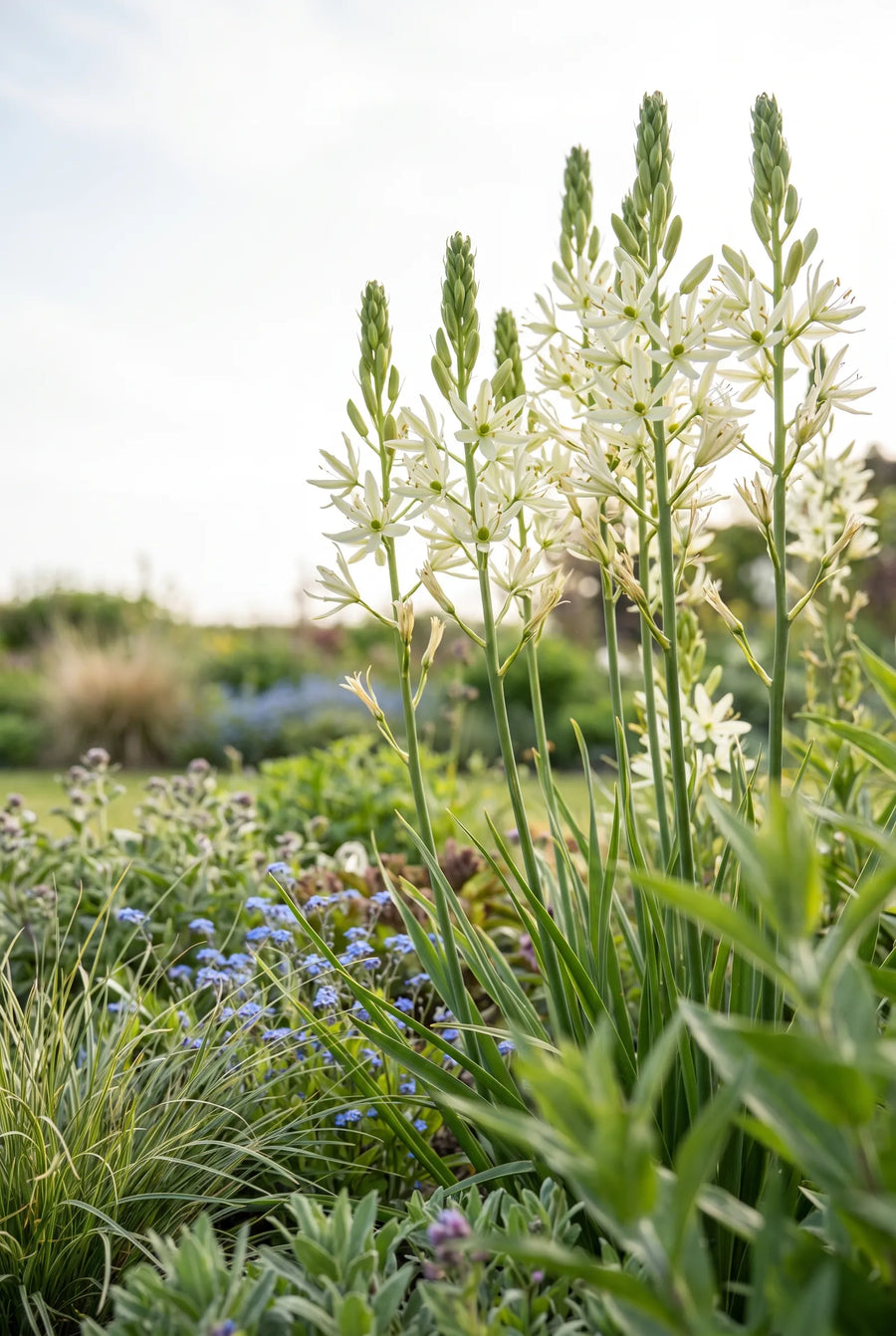 Camassia Leichtlinii Alba — in de tuin