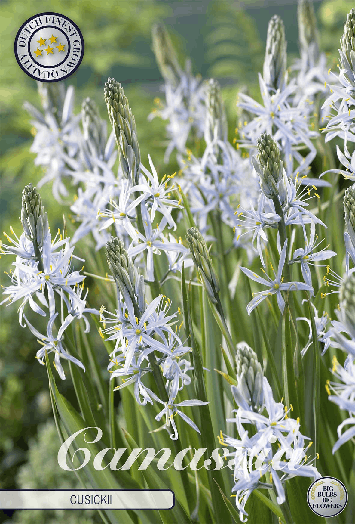 Camassia bulbs